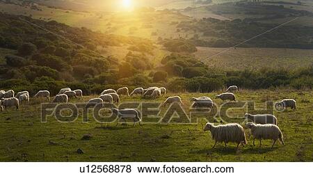 Stock Photo - Sheep grazing on grassy hillside. Fotosearch