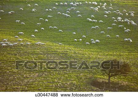 Sheep grazing on grassy hillside View Large Photo Image Stock Photo - Sheep grazing on grassy hillside. Fotosearch