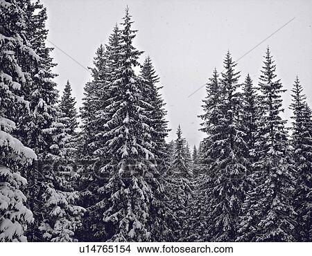 Picture - Snow-covered trees in forest. Fotosearch