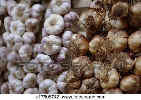 Stock Image - Stalks of garlic and onions for sale. Fotosearch