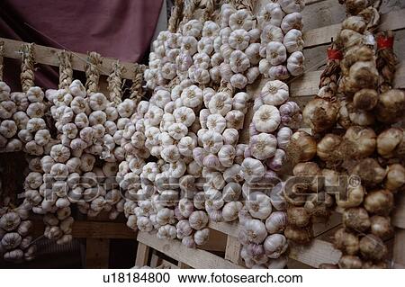 Stalks of garlic and onions for sale View Large Photo Image Stock Image - Stalks of garlic and onions for sale. Fotosearch