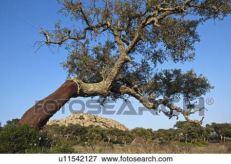 Stripped cork tree in rural field View Large Photo Image Stock Photo - Stripped cork tree in rural field. Fotosearch