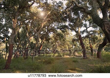 Stripped cork trees in rural forest View Large Photo Image Stock Image - Stripped cork trees in rural forest. Fotosearch