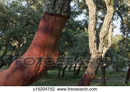 Stripped cork trees in rural forest View Large Photo Image Stock Image - Stripped cork trees in rural forest. Fotosearch