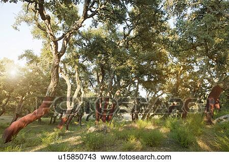 Stripped cork trees in rural forest View Large Photo Image Stock Image - Stripped cork trees in rural forest. Fotosearch