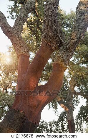 Stripped cork trees in rural forest View Large Photo Image Stock Photo - Stripped cork trees in rural forest. Fotosearch