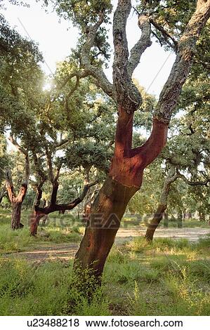 Stripped cork trees in rural forest View Large Photo Image Stock Photo - Stripped cork trees in rural forest. Fotosearch