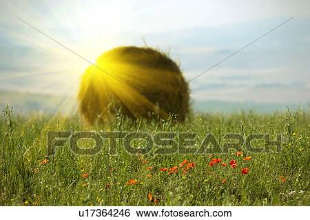 Stock Photograph - Sun shining over haybale in wheatfield. Fotosearch