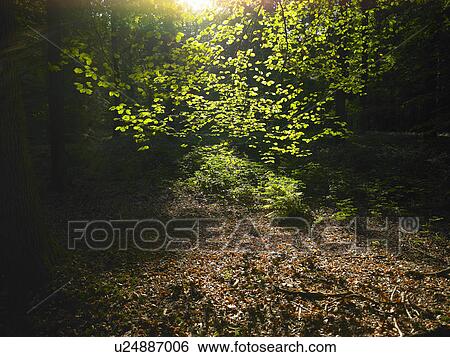 Stock Photograph - Sun shining through leaves in forest. Fotosearch