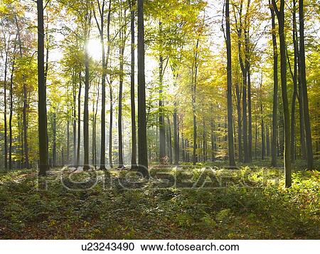 Sun shining through trees in forest View Large Photo Image Stock Image - Sun shining through trees in forest. Fotosearch