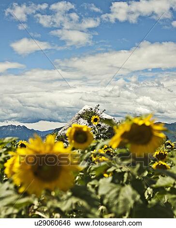 Stock Photograph - Sunflowers growing on mountainside. Fotosearch