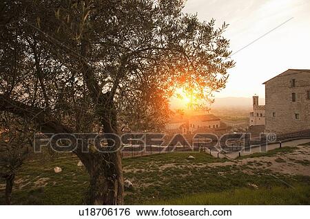 Stock Photograph - Tree growing in city park. Fotosearch