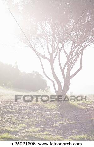 Tree growing in field View Large Photo Image Stock Photograph - Tree growing in field. Fotosearch