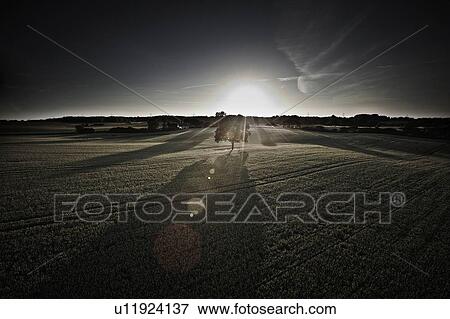 Stock Photo - Tree growing in rural field. Fotosearch