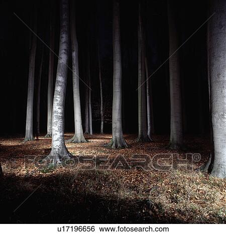 Stock Photograph - Trees in forest lit up at night. Fotosearch