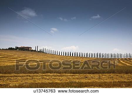 Stock Image - Trees lining crop field against blue sky. Fotosearch