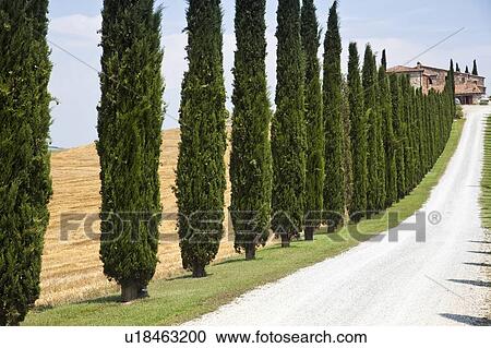 Trees lining rural dirt path View Large Photo Image Stock Image - Trees lining rural dirt path. Fotosearch
