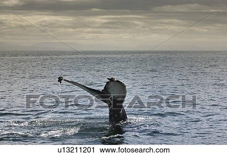 Whales tail coming out of water View Large Photo Image Stock Image - Whales tail coming out of water. Fotosearch