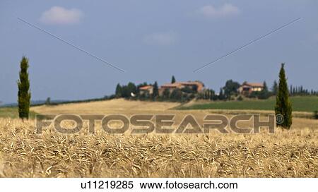 Wheat field in rural landscape View Large Photo Image Stock Photography - Wheat field in rural landscape. Fotosearch
