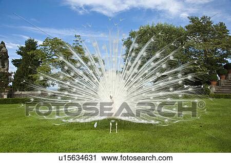 White peacock standing in meadow View Large Photo Image Stock Image - White peacock standing in meadow. Fotosearch