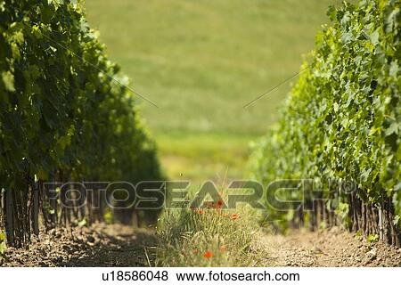 Stock Photo - Wildflowers growing between vines. Fotosearch