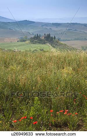 Wildflowers growing in rural field View Large Photo Image Stock Image - Wildflowers growing in rural field. Fotosearch