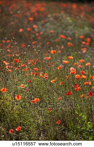 Wildflowers growing in rural field View Large Photo Image Stock Photo - Wildflowers growing in rural field. Fotosearch