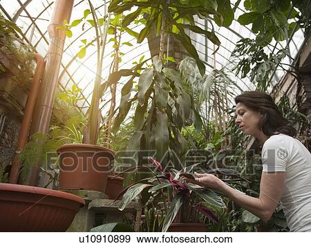 Woman examining plants in greenhouse View Large Photo Image Stock Photo - Woman examining plants in greenhouse. Fotosearch