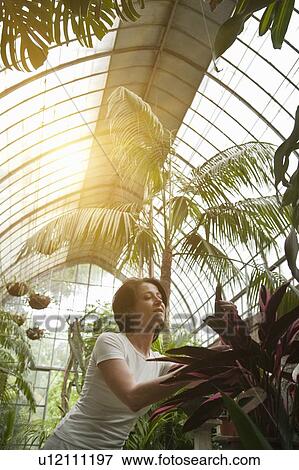 Stock Photo - Woman examining plants in greenhouse. Fotosearch