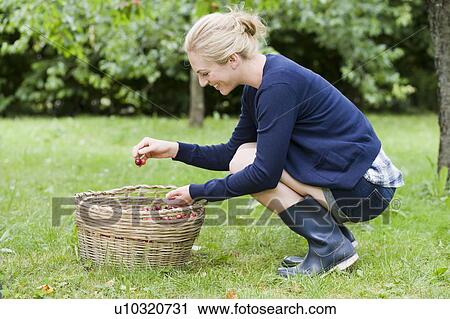 Woman picking cherries in orchard View Large Photo Image Stock Image - Woman picking cherries in orchard. Fotosearch