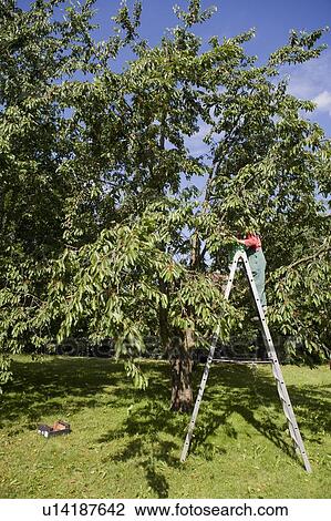 Stock Image - Woman pruning trees on ladder. Fotosearch