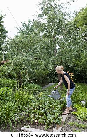 Woman watering plants in backyard View Large Photo Image Picture - Woman watering plants in backyard. Fotosearch