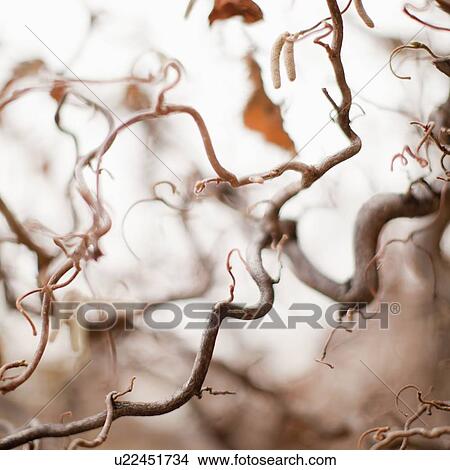Picture - Autumn foliage on foggy background. Fotosearch