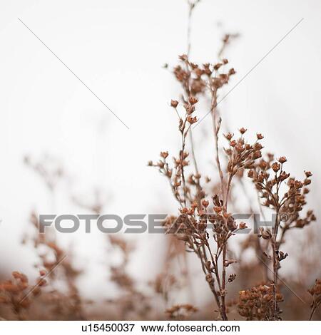 Autumn foliage on foggy background View Large Photo Image Stock Photo - Autumn foliage on foggy background. Fotosearch