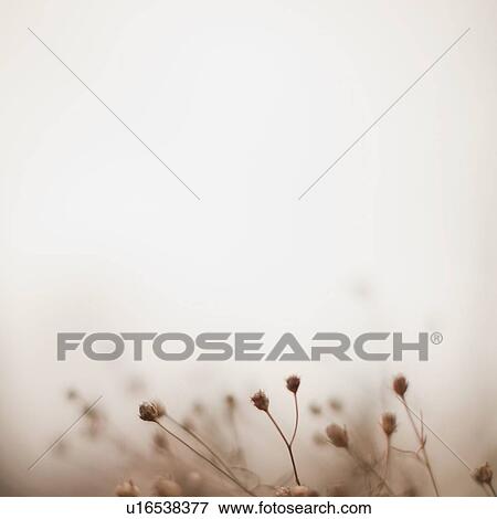 Stock Photo - Autumn foliage on foggy background. Fotosearch