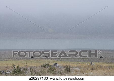 Bears walking on prairie View Large Photo Image Stock Image - Bears walking on prairie. Fotosearch