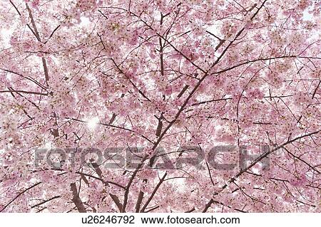 Cherry blossom View Large Photo Image Stock Image - Cherry blossom. Fotosearch