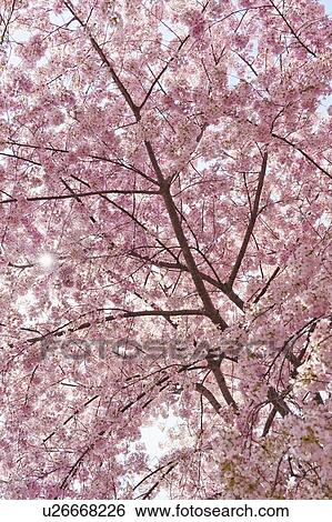 Cherry blossom View Large Photo Image Stock Photograph - Cherry blossom. Fotosearch