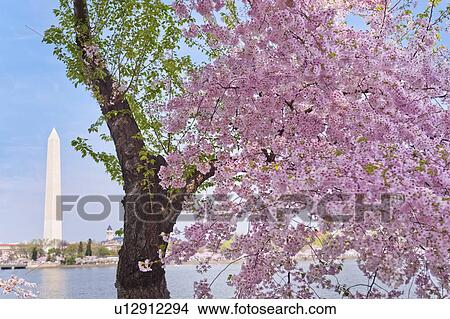 Cherry blossom with Washington Monument in background View Large Photo Image Picture - Cherry blossom with Washington Monument in background. Fotosearch