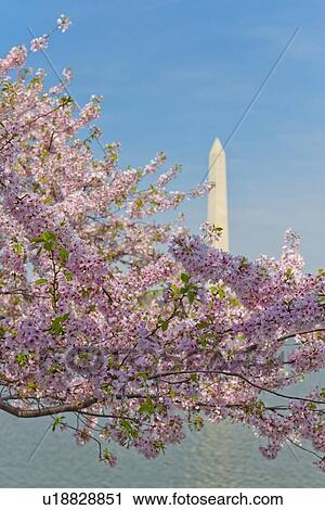Stock Image - Cherry blossom with Washington Monument in background. Fotosearch