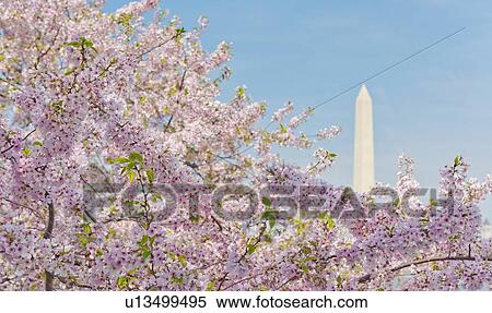 Cherry blossom with Washington Monument in background View Large Photo Image Stock Photography - Cherry blossom with Washington Monument in background. Fotosearch