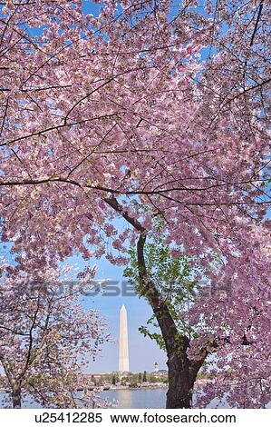 Cherry blossom with Washington Monument in background View Large Photo Image Stock Photography - Cherry blossom with Washington Monument in background. Fotosearch