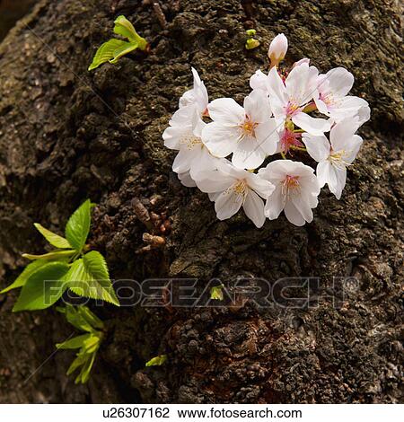Cherry tree in blossom in ground View Large Photo Image Stock Image - Cherry tree in blossom in ground. Fotosearch