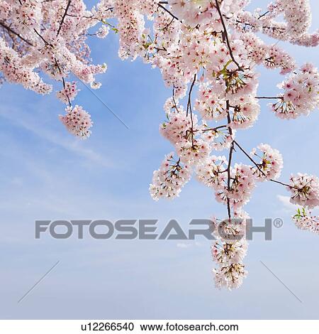 Cherry tree in blossom View Large Photo Image Stock Image - Cherry tree in blossom . Fotosearch