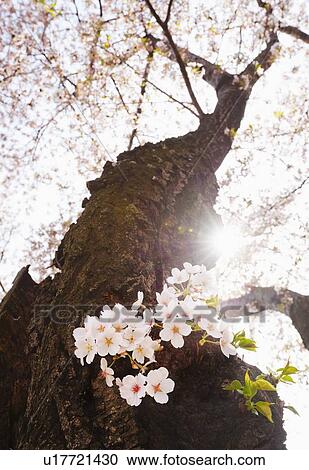 Cherry tree in blossom View Large Photo Image Stock Image - Cherry tree in blossom . Fotosearch