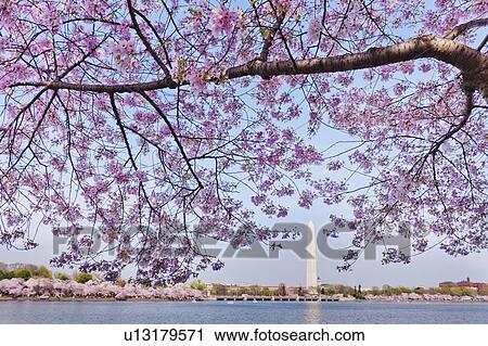 Cherry tree in blossom with Jefferson Memorial in background View Large Photo Image Stock Image - Cherry tree in blossom with Jefferson Memorial in background. Fotosearch