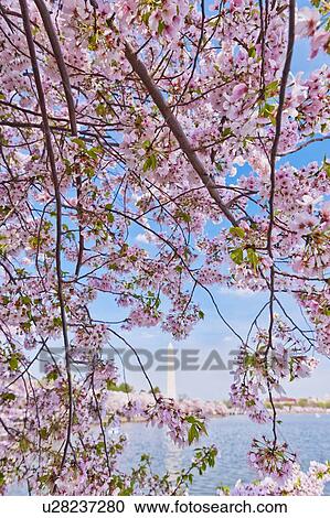 Stock Image - Cherry tree in blossom with Jefferson Memorial in background. Fotosearch