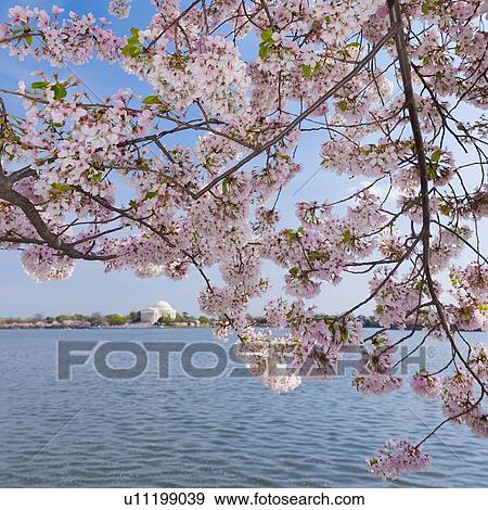 Cherry tree in blossom with Jefferson Memorial in background View Large Photo Image Stock Photo - Cherry tree in blossom with Jefferson Memorial in background. Fotosearch