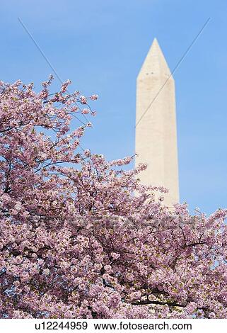 Stock Photo - Cherry tree in blossom with Jefferson Memorial in background. Fotosearch