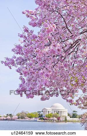 Stock Photo - Cherry tree in blossom with Jefferson Memorial in background. Fotosearch